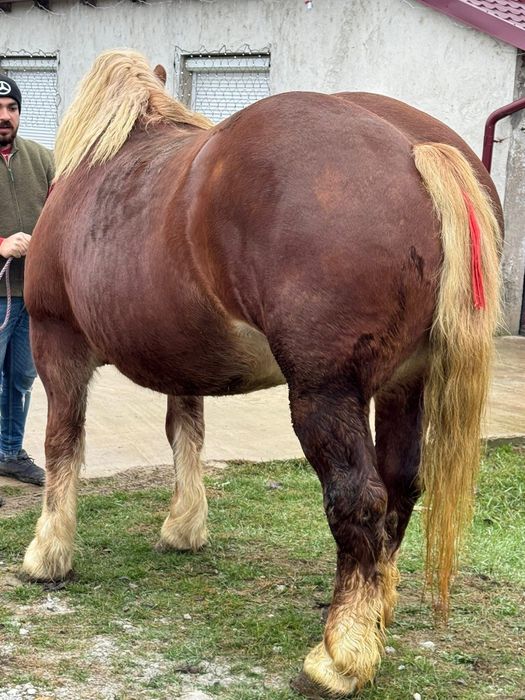 O pereche de iepe grele blonde