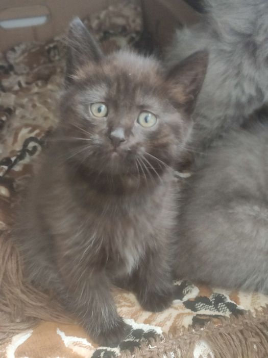 Отдам котят в добрые руки.
