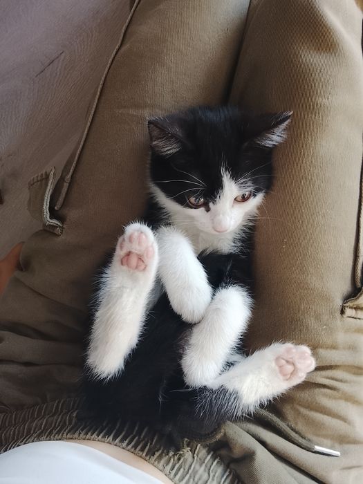 Домашние котята в доброе руки