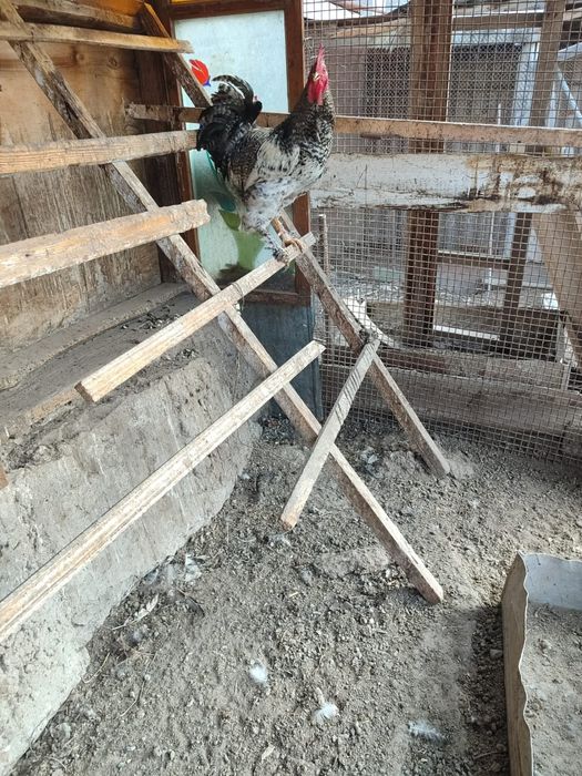 Продам петуха продам