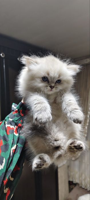 Вязка. Кот не продается