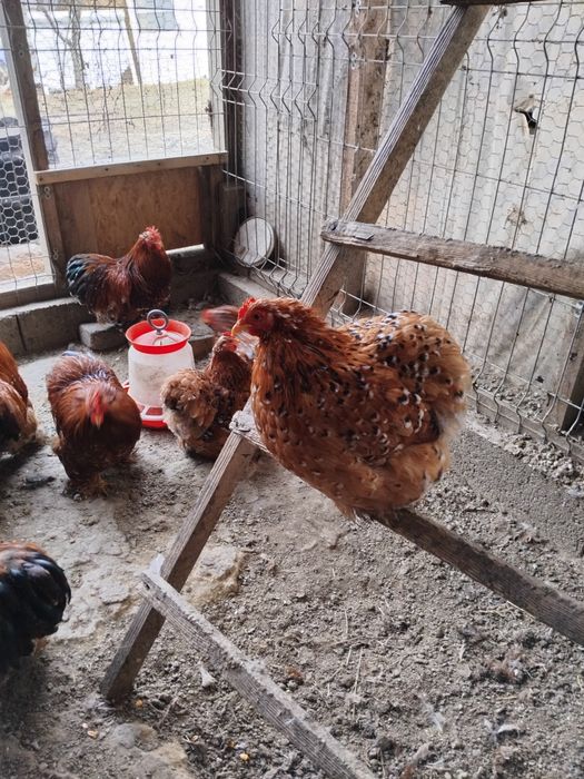 Cochinchina porțelan