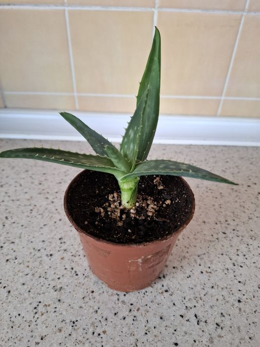 Цветы комнатные с доставкой