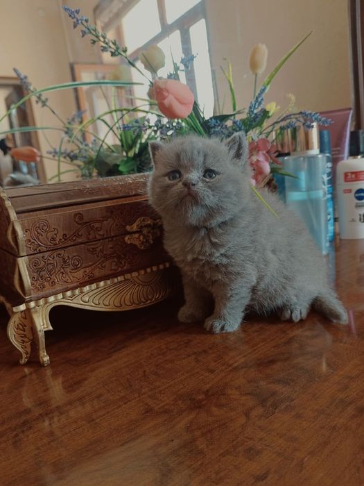 Sotiladi! Qiz bola. Skotish strayt