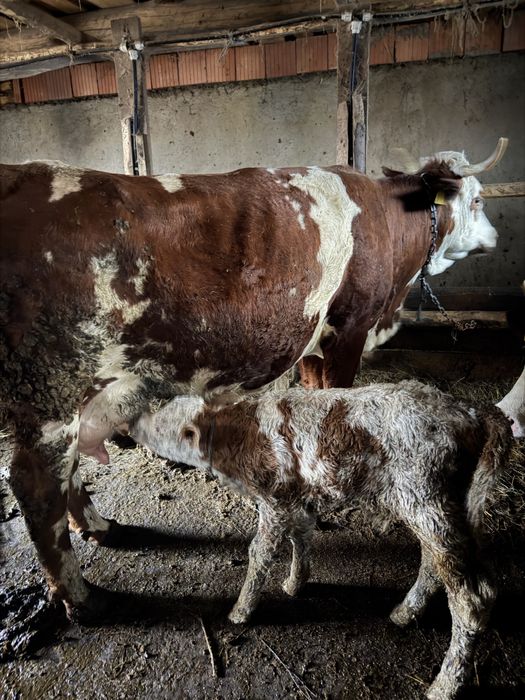 Vând vacă cu vițel