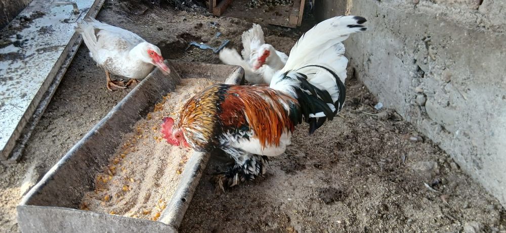 Vând sau schimb cocoșel americani