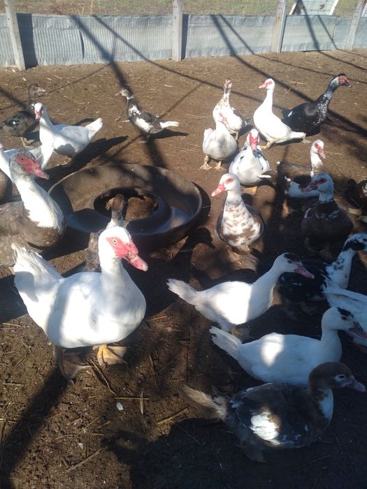 Индоутки , мускусная утка.