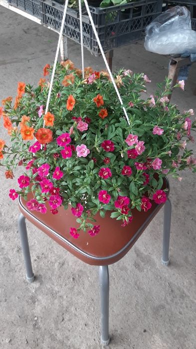 Петуния цветы рассада