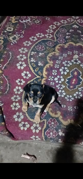 Продам щенка французский бульдога