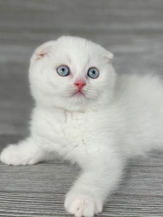 Котята Белые Вислоухий Скоттиш Фолд