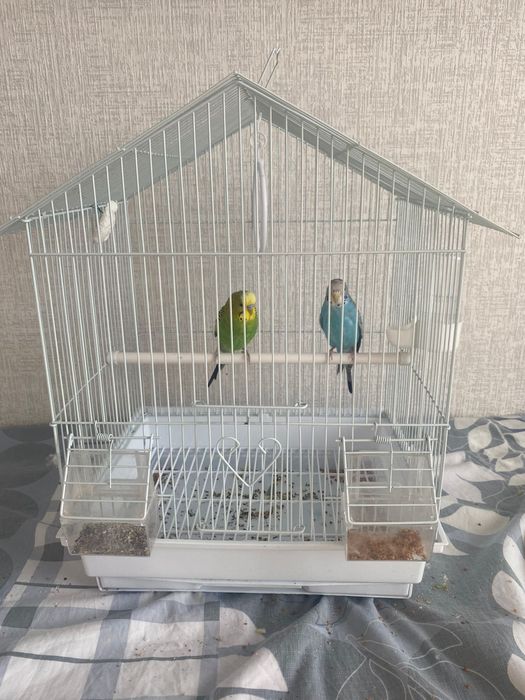 Попугай мальчик и девочка