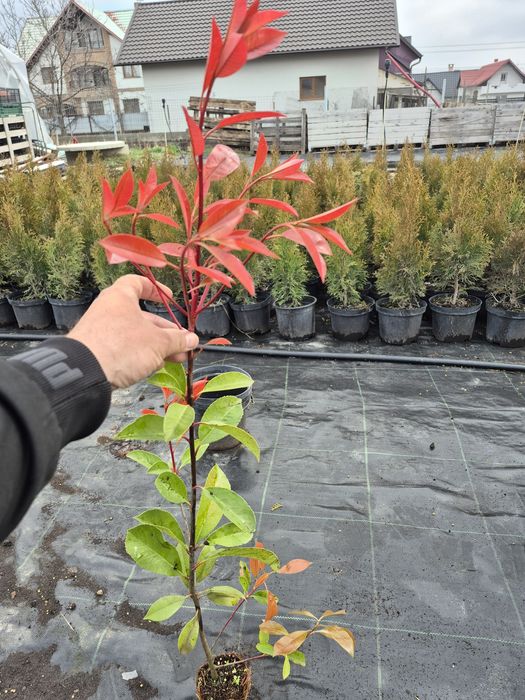 Photinia red robin gard viu 70-80cm