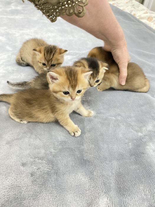 котята  шиншиллы