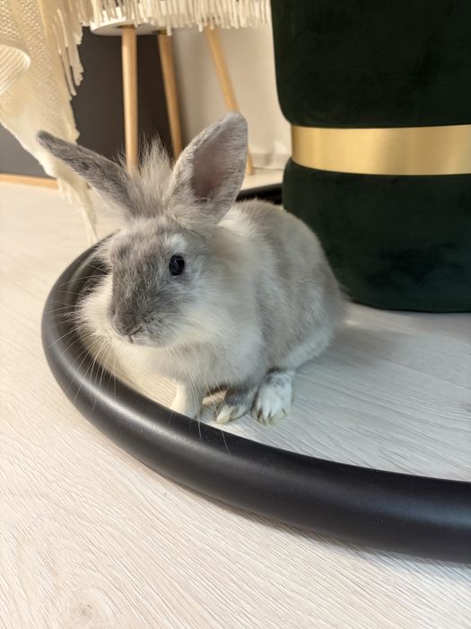 Donez/Adoptie iepuras Cap de Leu