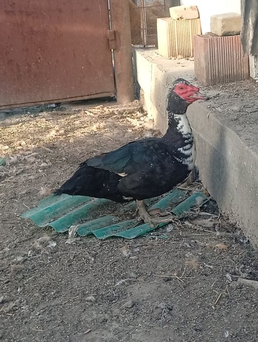 Vând doi rățoli mută vârstă un an