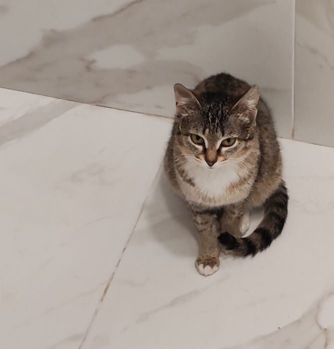 Котенок, молоденькая кошечка