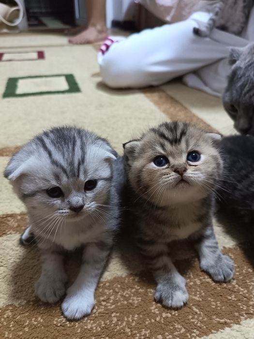 Роскошный шотландский вислоухий котенок (Скоттиш-фолд), золотая шиншил