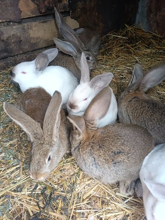 Iepuri Uriasi Germani și Uriași de Transilvania