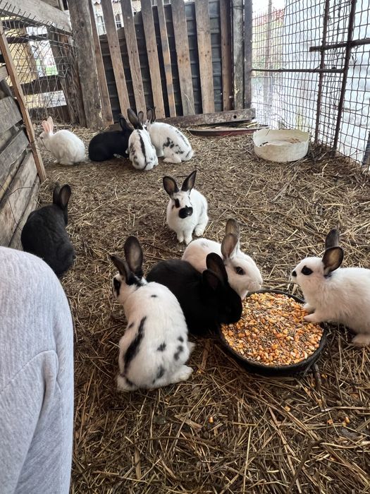 Vand/schimb iepuri, pui si maturi