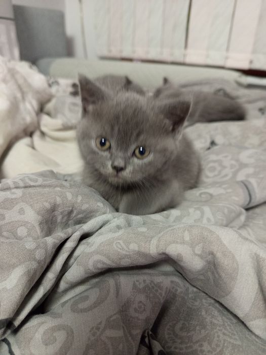 Късокосмести британчета