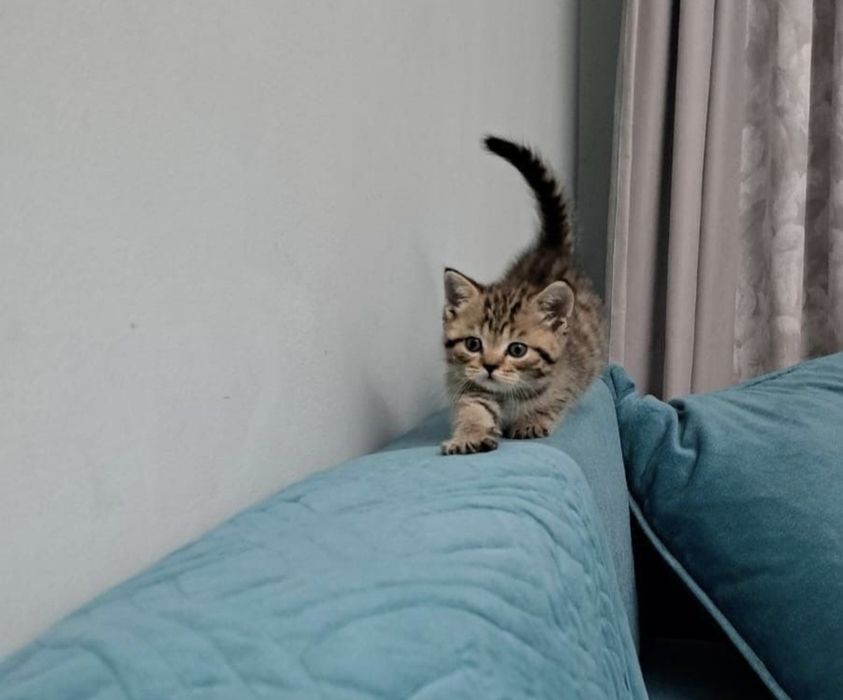 Британские котята