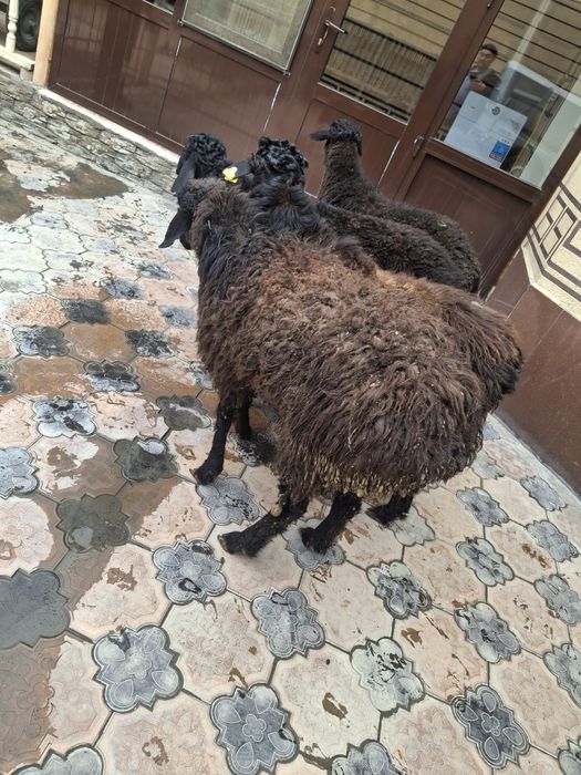 Қошқарлар бар  Семиз