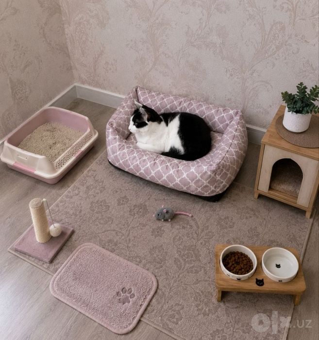 Котёнка отдам добрые руки