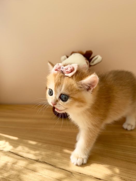 Золотые шиншиллы котята из питомника