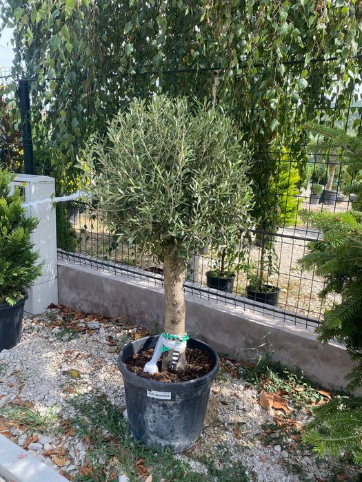 Plante ornamentale de cea mai buna calitate