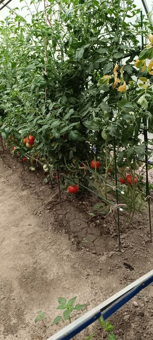 Теплица. 6 на 3 и 2 метра высота.