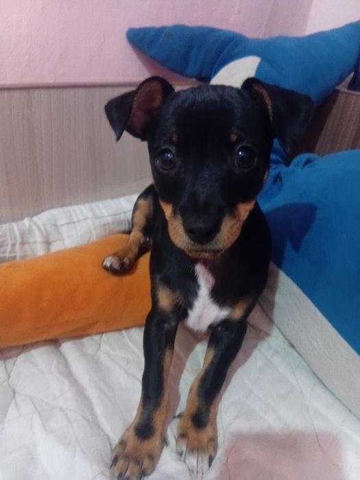 Собака той терьер