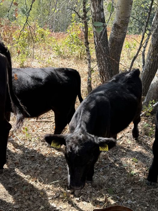 Vitei angus cu origine