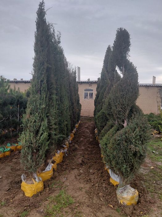 Хвойный дереья, Роза