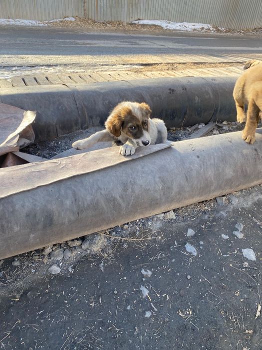 Щенята в добрые руки