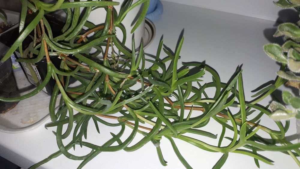 Лапрантус.кактусы.рео.Дом.цветы.