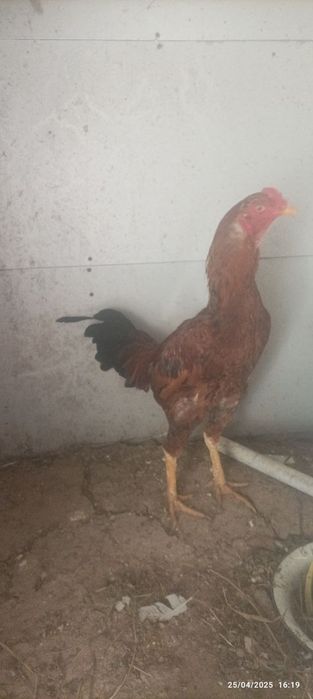 Bobohoroz 200ming kami bor