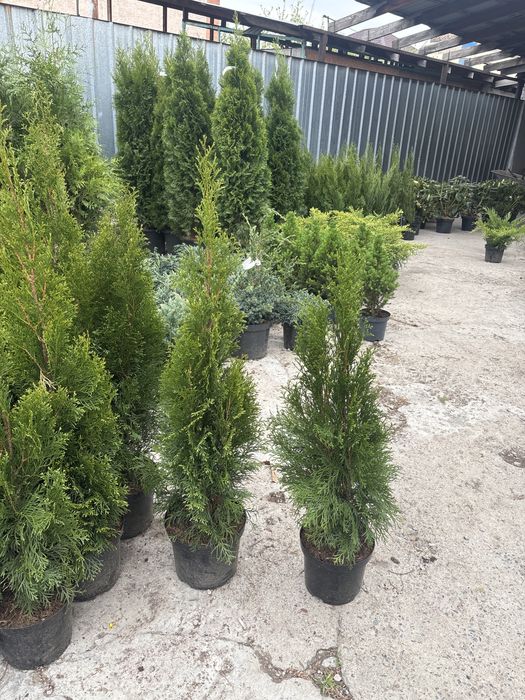 Туя Смарагд — Видео-выбор