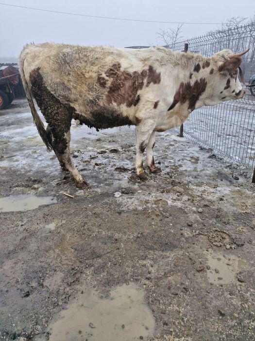 Vand junica gestanta in 7 luni