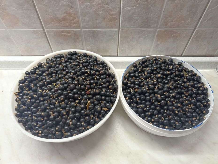 Черная смородина продам