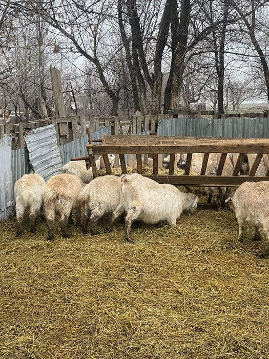 Продам коз целое семейство