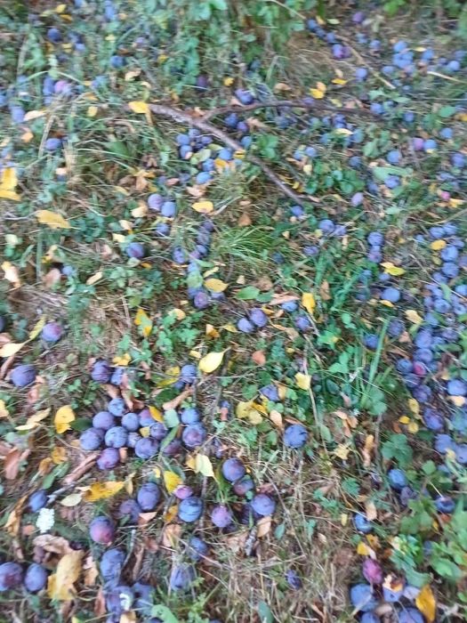 Vind prune roși  pentru  țuică