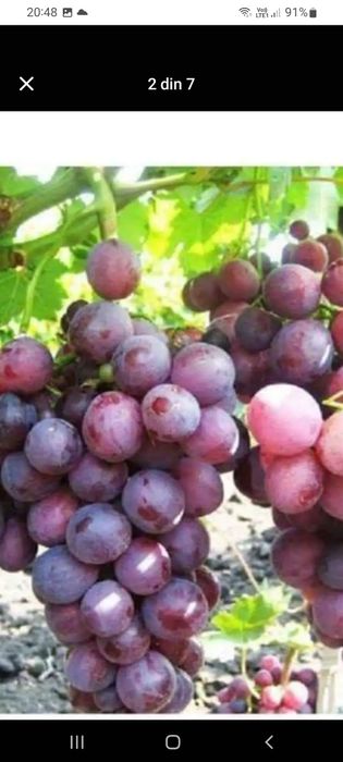 Producătoare de vânzare butasi