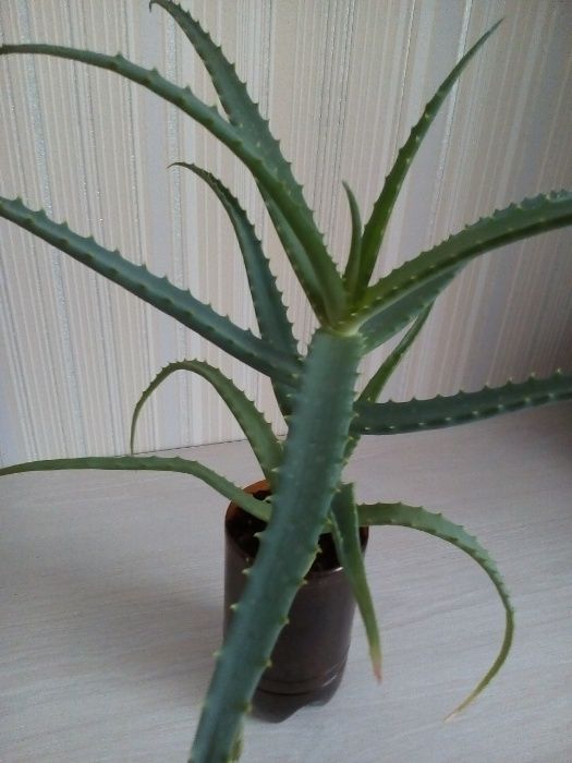 Продам цветок алоэ