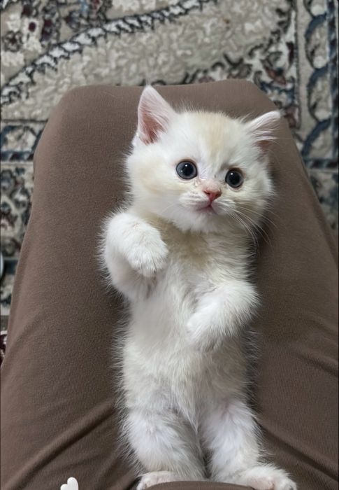 Котята породы шотланской шиншилы