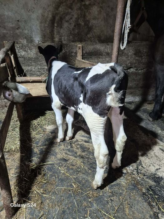 Vând tauras vârstă 2 luni mai multe detalii la nr de telefon 0 757 306 526
