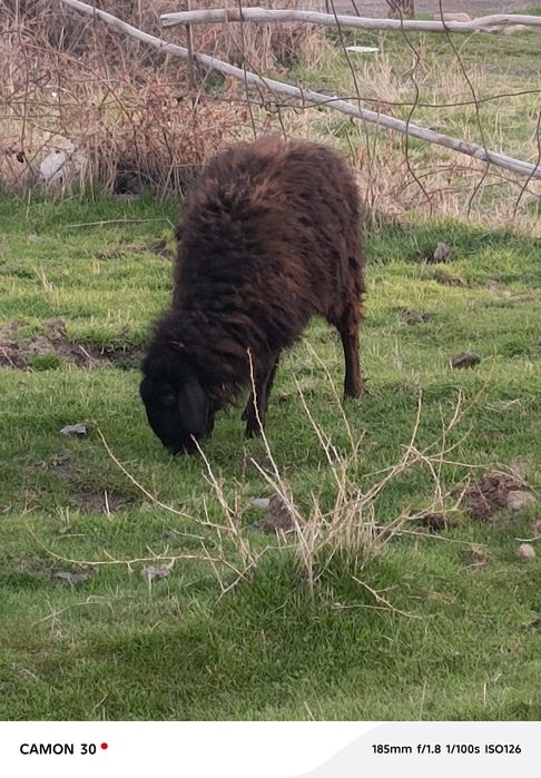 кузилар сотилади