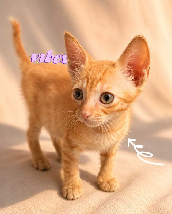 Adoptie pui de pisica Sisi