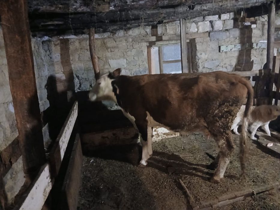 Продам корову на мясо