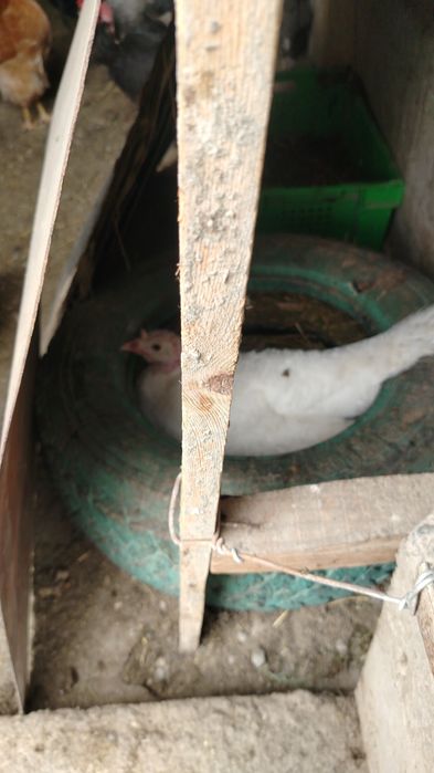 Индюшка села вчера хорошая