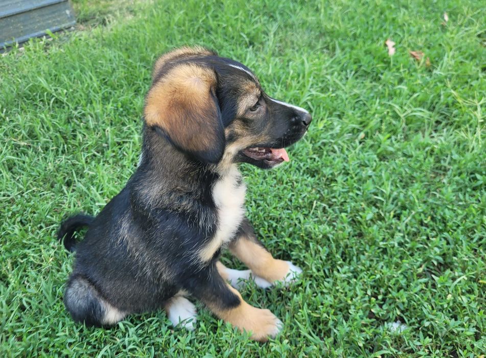 Catelusi pentru adoptie